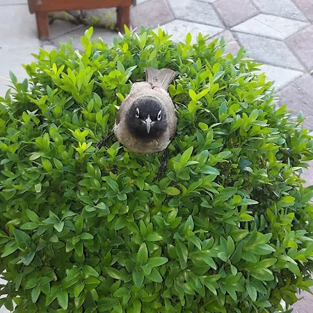 Melissa Moment Kemer