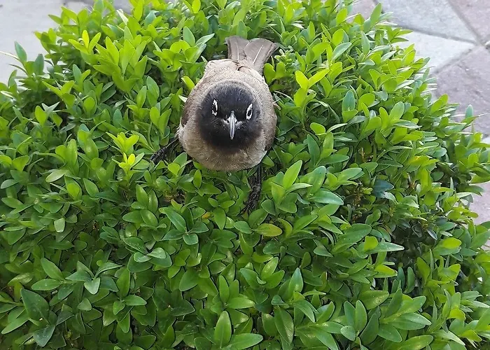 Melissa Moment Κεμέρ